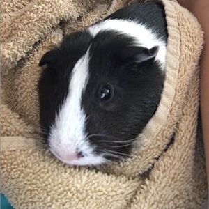 Meet your Posher, Abigail